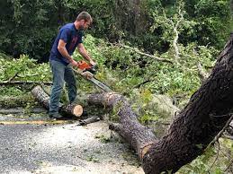 Best Palm Tree Trimming  in Collingdale, PA